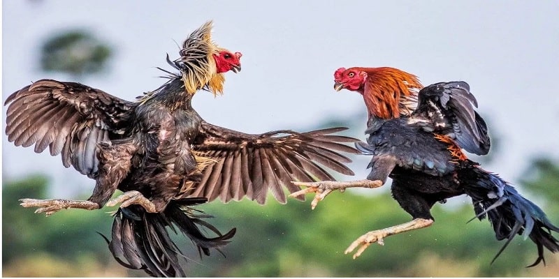 Khám phá chiến thuật Đá Gà Kubet siêu đỉnh từ chuyên gia