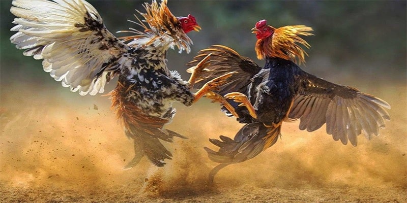 Những thông tin nổi bật về sảnh Đá Gà Kubet